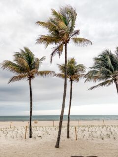 🌴 I love palm trees. 🌴 

They don’t break in storms - they bend *with* the storm. ⛈️ (John 16:33)

They stay green all year round. 💚 (Psalm 92:14)

They grow best when it’s hot. ☀️ (Jeremiah 17:8)

They produce good fruit to be a blessing to others. 🥥 (Galatians 5:22-23)

They point straight up to heaven, reminding us of the goal. ⬆️ (Philippians 3:20)

Their branches are symbolic of victory. 🌿 (John 12, Revelation 7)

Go and be like a palm tree today! 🏝️🙌🏻🤩

“The righteous will flourish like the palm tree…” Psalm 92:12