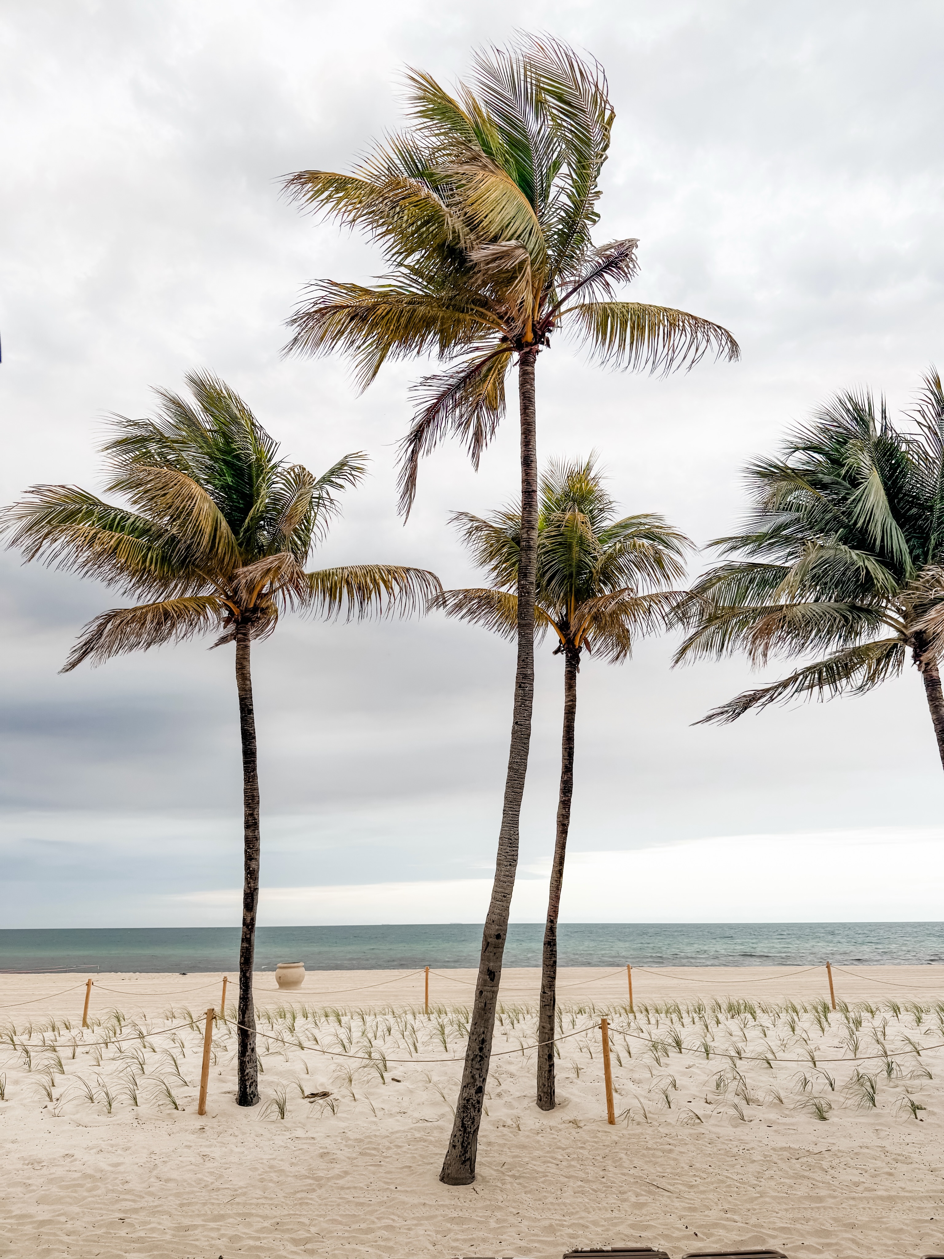 🌴 I love palm trees. 🌴 

They don’t break in storms - they bend *with* the storm. ⛈️ (John 16:33)

They stay green all year round. 💚 (Psalm 92:14)

They grow best when it’s hot. ☀️ (Jeremiah 17:8)

They produce good fruit to be a blessing to others. 🥥 (Galatians 5:22-23)

They point straight up to heaven, reminding us of the goal. ⬆️ (Philippians 3:20)

Their branches are symbolic of victory. 🌿 (John 12, Revelation 7)

Go and be like a palm tree today! 🏝️🙌🏻🤩

“The righteous will flourish like the palm tree…” Psalm 92:12